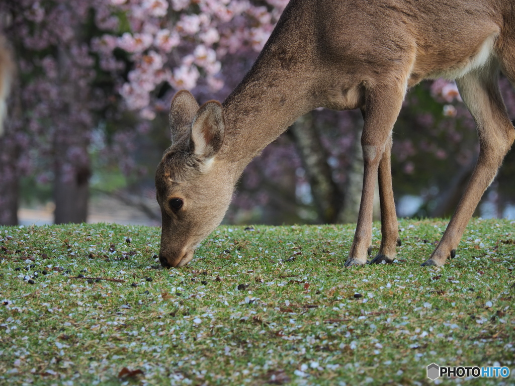 桜と鹿と奈良公園Ⅱ