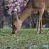 桜と鹿と奈良公園Ⅱ