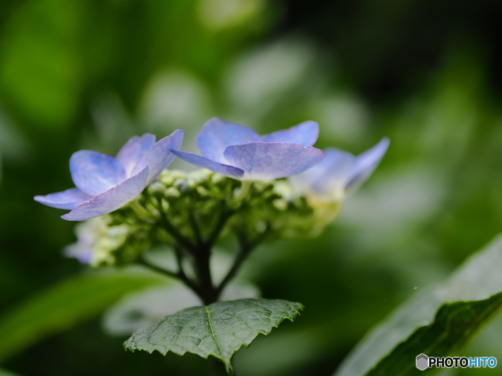 続々 紫陽花が咲いてます～♪