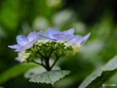 続々 紫陽花が咲いてます～♪