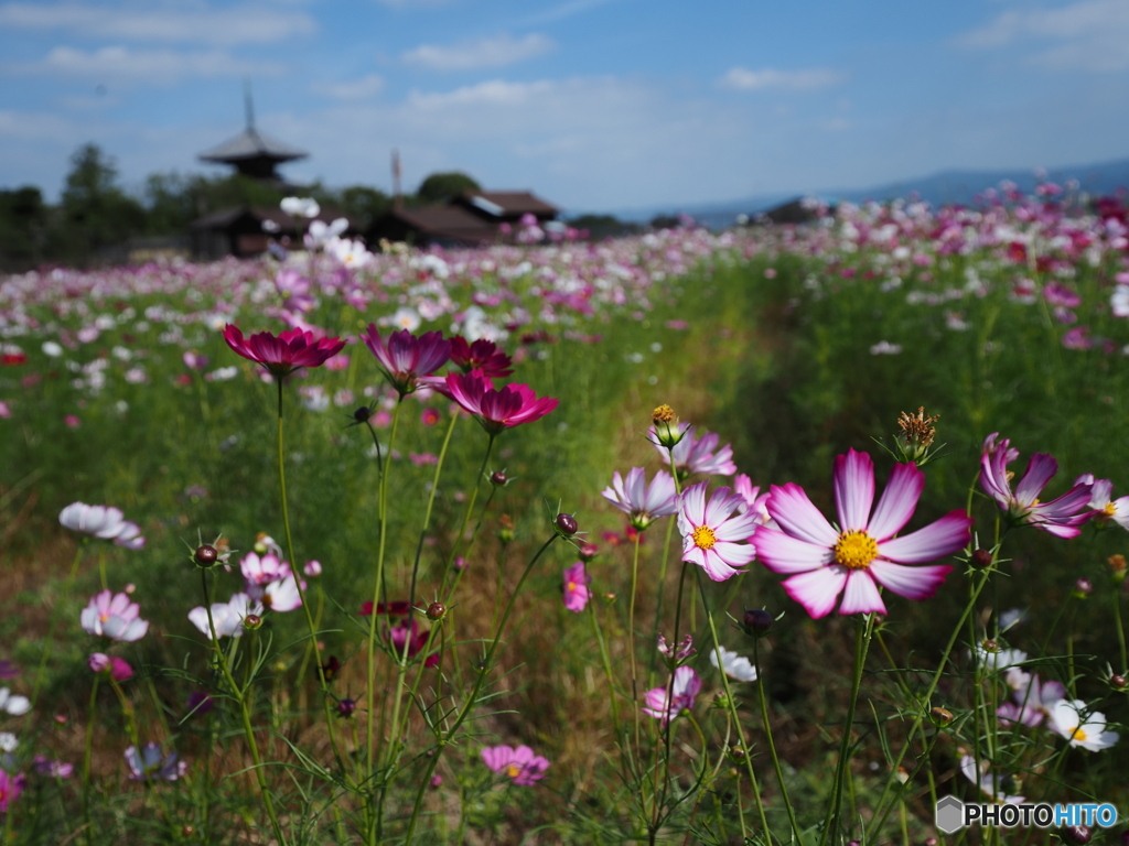 2021 秋桜 法起寺Ⅰ