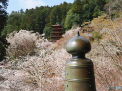 復活の春・・・八番目の寺院   西国三十三所　長谷寺