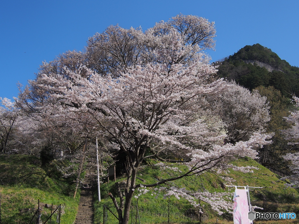 千年桜２　佛隆寺
