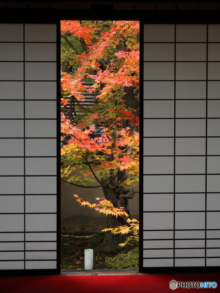 晩秋の京散歩Ⅱ 雲龍院2