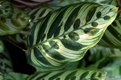 暑い時に熱帯植物を見る２