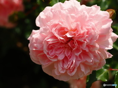 長居植物園にて