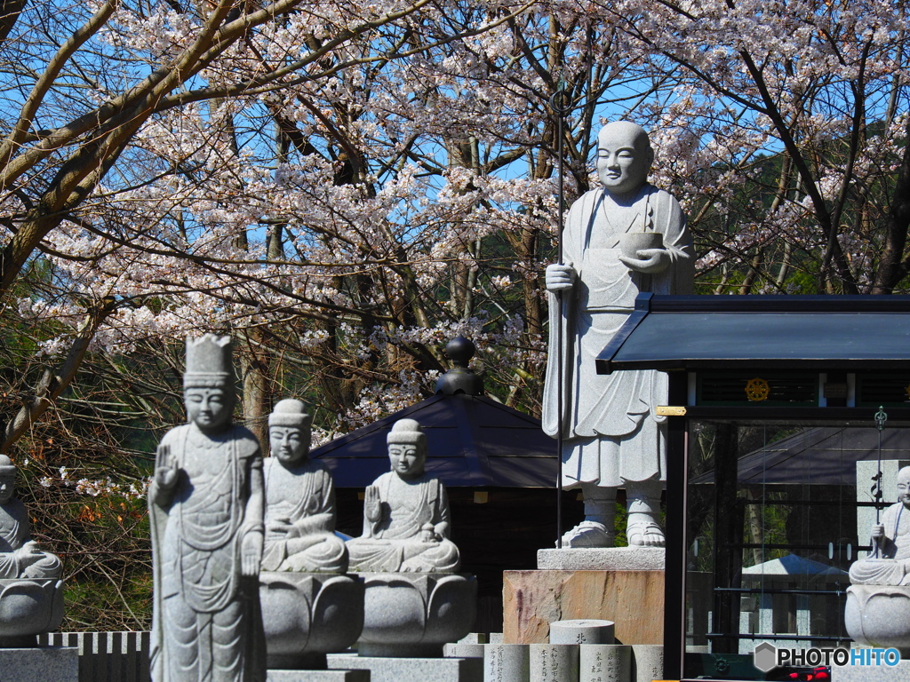 奥明日香で桜を楽しむ②