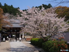 七番目の寺院・・・三十三所寺院 ラッキーセブンの岡寺