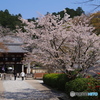 七番目の寺院・・・三十三所寺院 ラッキーセブンの岡寺