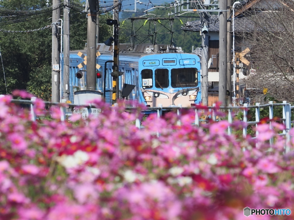 2021 秋桜 爆走くノ一