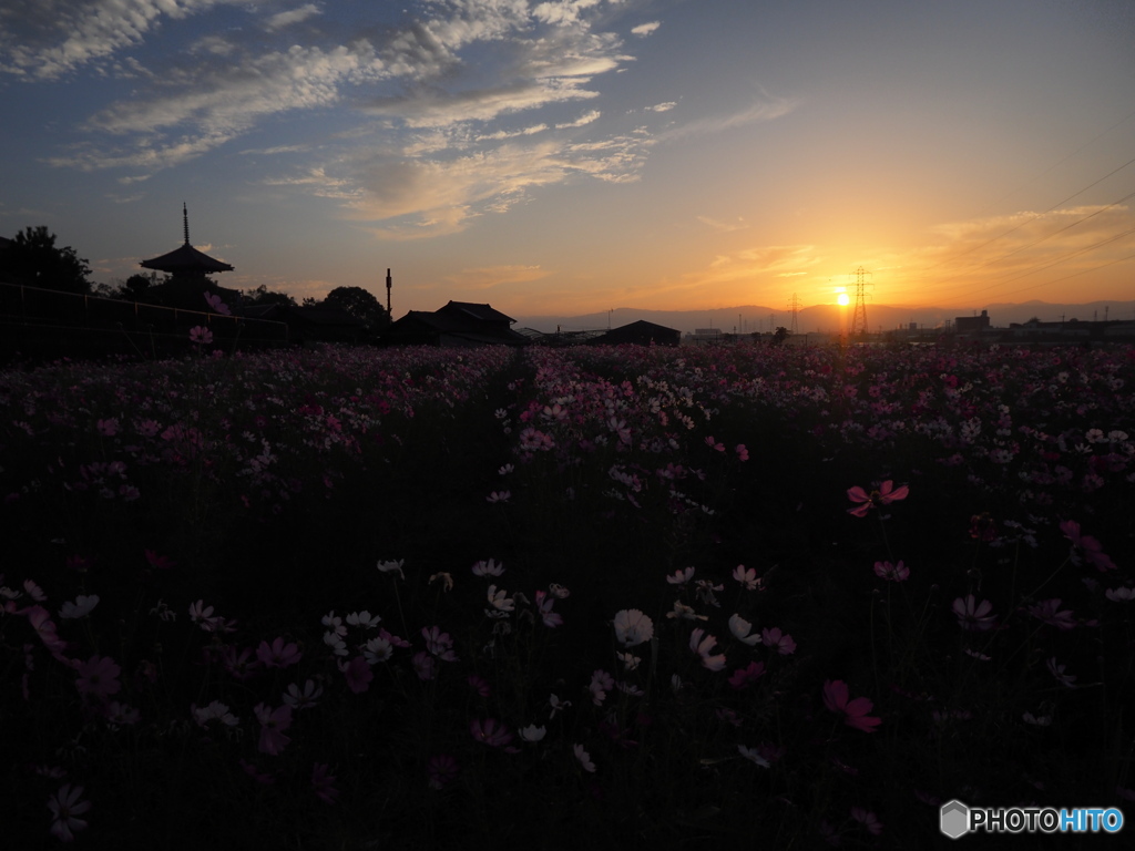 2021 秋桜 法起寺Ⅱ