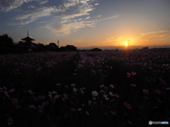 2021 秋桜 法起寺Ⅱ