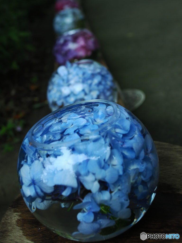 般若寺の紫陽花（アジサイボール）