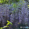 山中で自生の藤を楽しむ２
