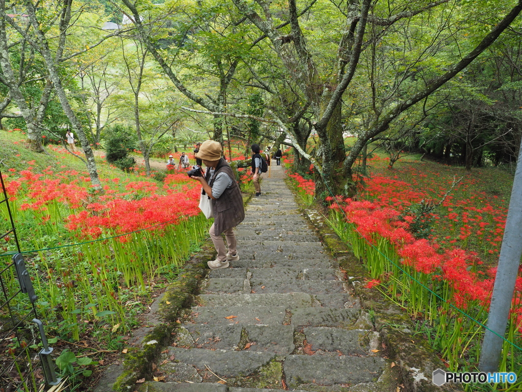 ここの紅い花が見たかった！