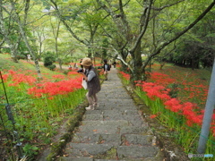 ここの紅い花が見たかった！