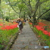 ここの紅い花が見たかった！