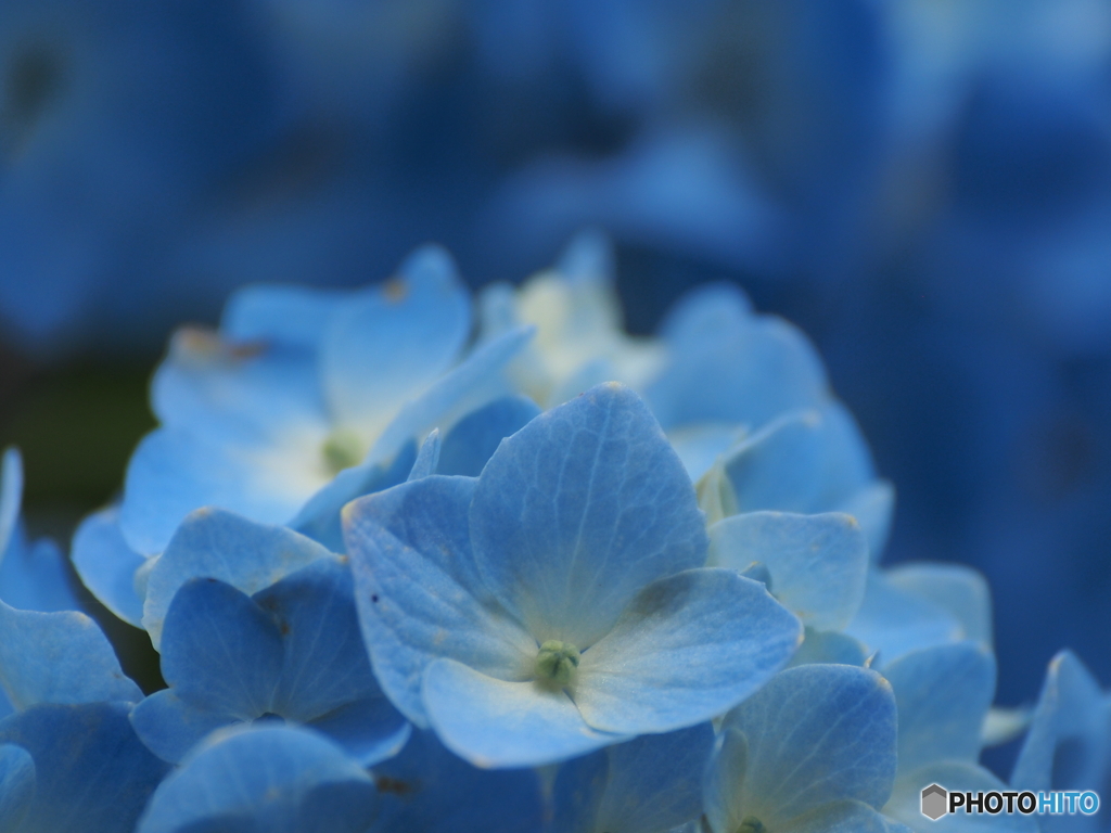 今年はこんな紫陽花観れるかな？③