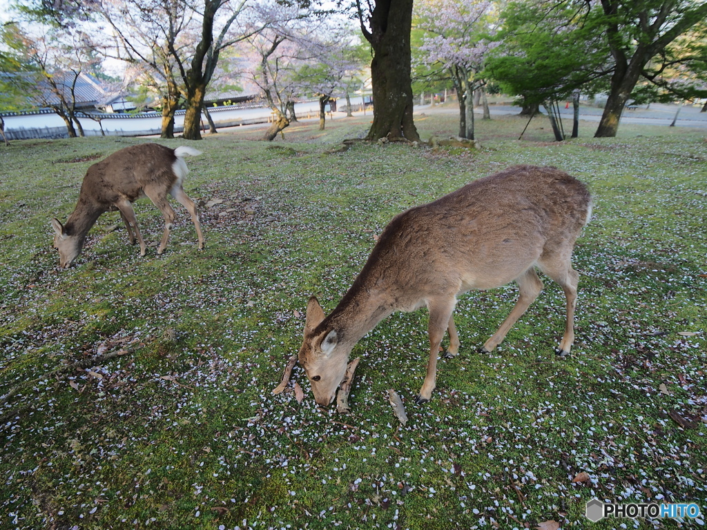 桜と鹿と奈良公園Ⅰ