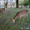 桜と鹿と奈良公園Ⅰ