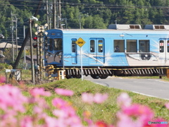 2021 秋桜 伊賀鉄道