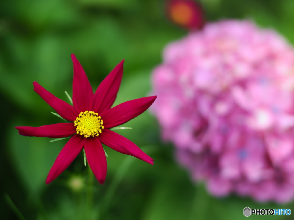 般若寺の紫陽花（コスモスコラボ）