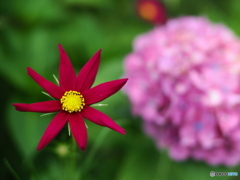 般若寺の紫陽花（コスモスコラボ）