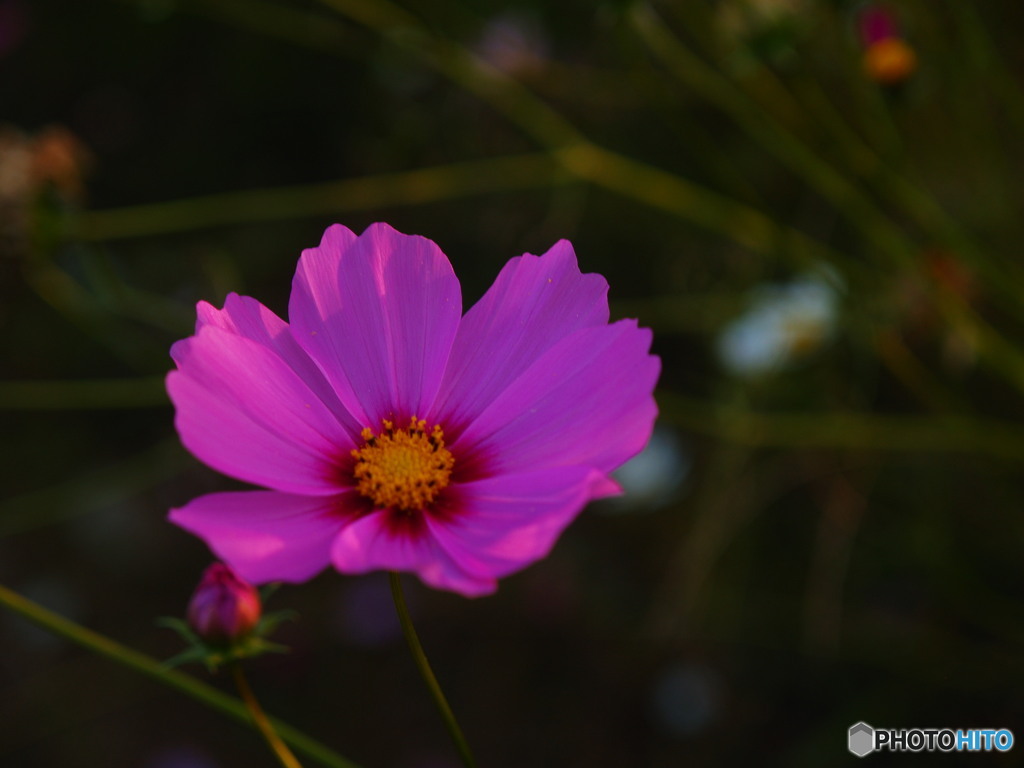 残り秋桜１