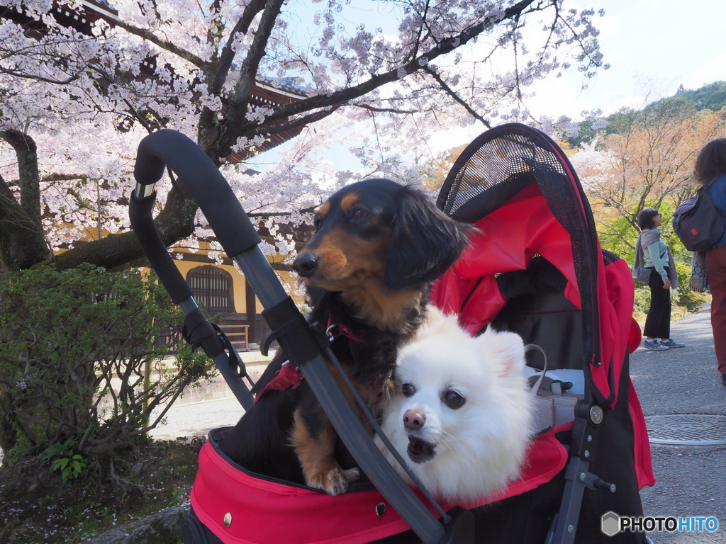 南禅寺にて