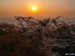 夕陽と桜の～