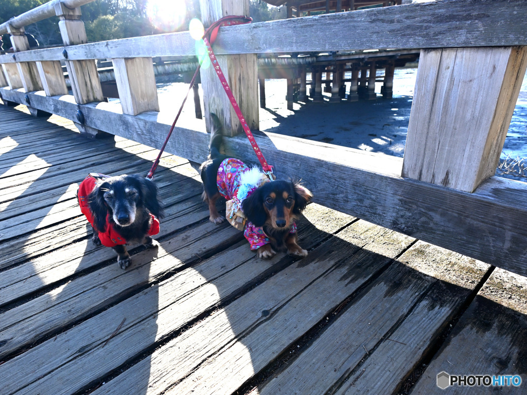 お正月＆奈良公園でわんこーズと遊ぶ１