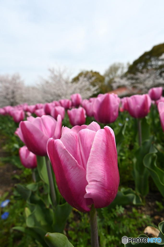 馬見丘陵公園＋α