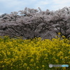 花満開　明日香村１