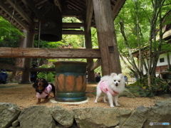 緑の中の散策～百済寺～わんこーず