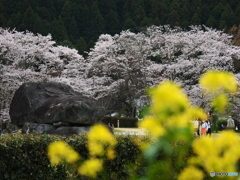 花満開   明日香村２