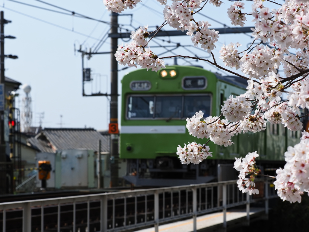 桜アルバム③