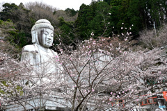 六番目の寺院で桜を楽しむ 壷阪寺