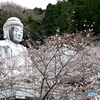 六番目の寺院で桜を楽しむ 壷阪寺