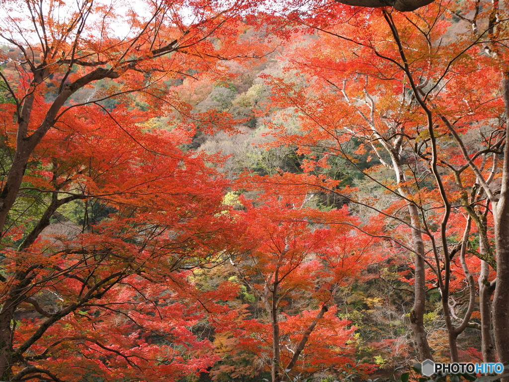 嵐山にて