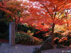 朝日と紅葉1～日本酒発祥の地？