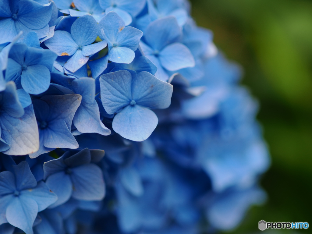 突然ですが～紫陽花咲いてます♪