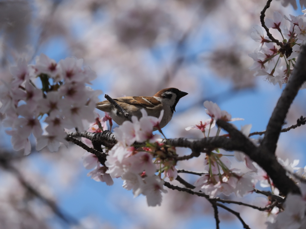 桜アルバム④