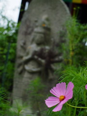 秋桜と寺院  参