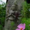 秋桜と寺院  参