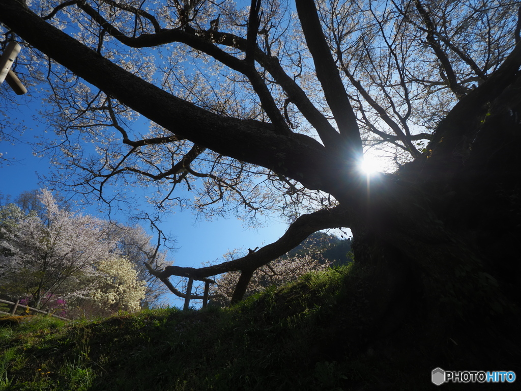 千年桜３ 佛隆寺