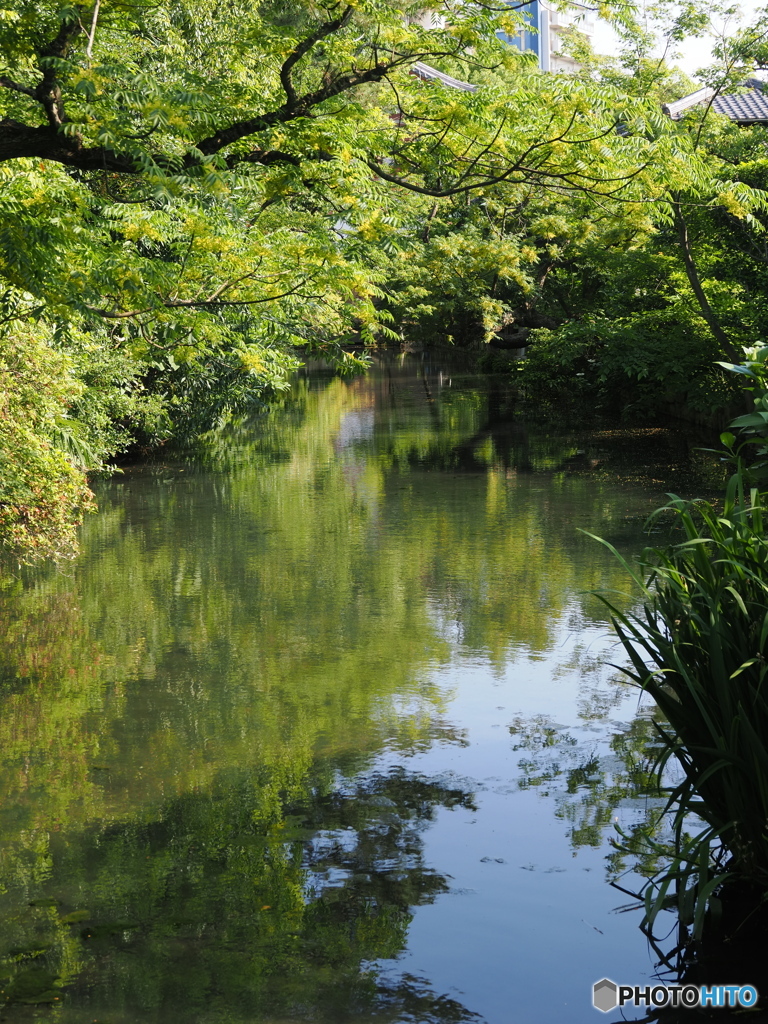 晩春の庭～大阪四天王寺・極楽浄土の庭１