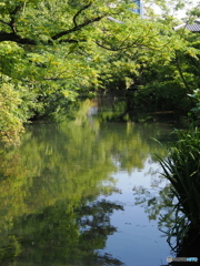 晩春の庭～大阪四天王寺・極楽浄土の庭１