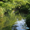 晩春の庭～大阪四天王寺・極楽浄土の庭１