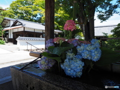 洛西の紫陽花寺院を歩く～善峯寺～