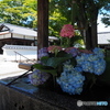 洛西の紫陽花寺院を歩く～善峯寺～